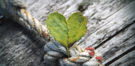 LA GRATITUDINE E LA SAGGEZZA DEL CUORE