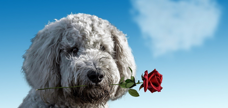 Smetti di resistere alla felicità: la rivoluzione del perdono